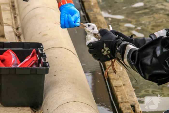 Verlamde meeuw uit water gered