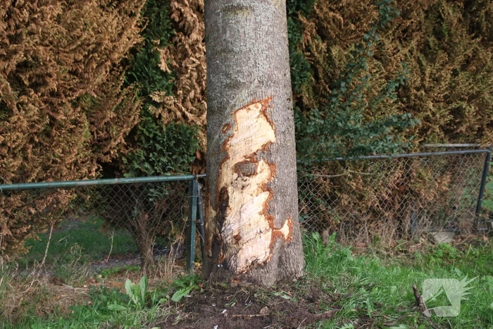 Bestuurder mist bocht en botst tegen boom