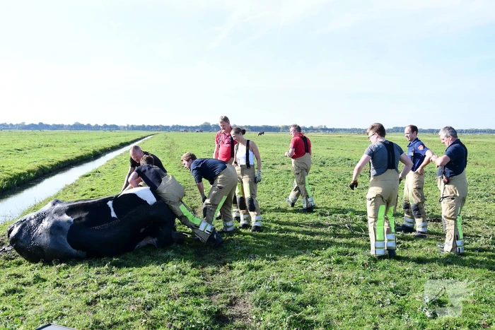 Brandweer flink in de benen voor koe in nood