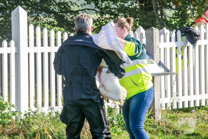 Zwaan met gebroken vleugel uit sloot gered