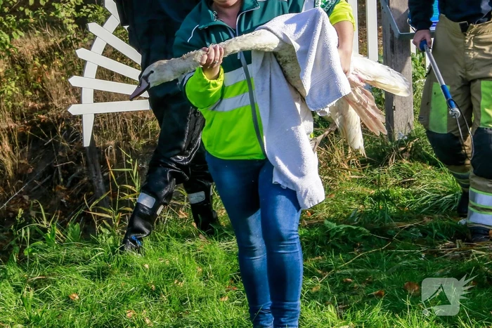 Zwaan met gebroken vleugel uit sloot gered