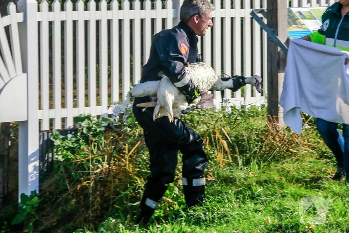 Zwaan met gebroken vleugel uit sloot gered