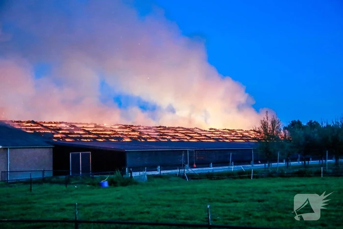 Kippenschuur verwoest door brand