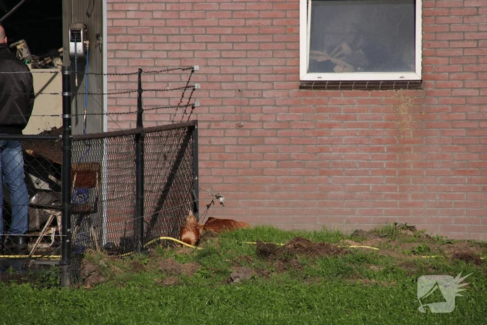 Kippenschuur verwoest door brand