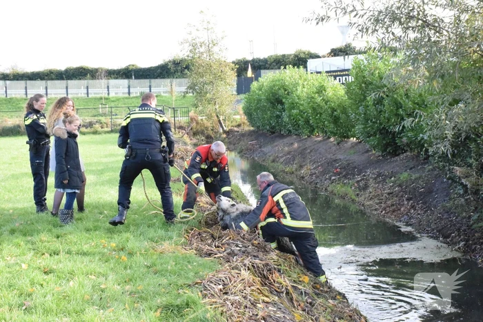 nieuws akkeroord waddinxveen