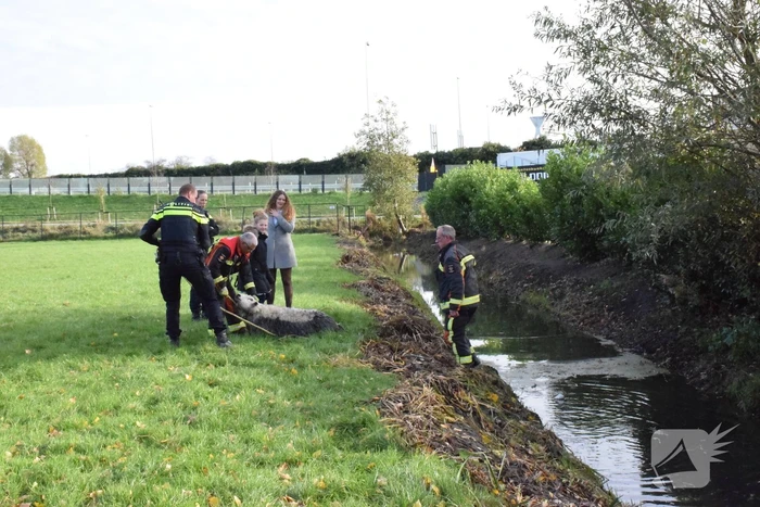 Schaap uit het water gered