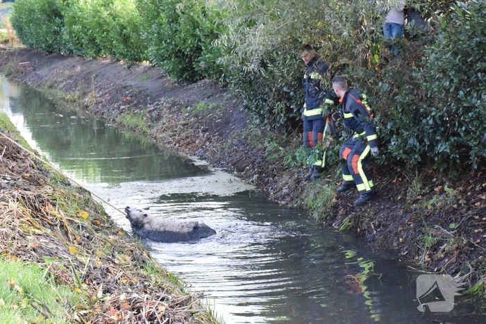 Schaap uit het water gered