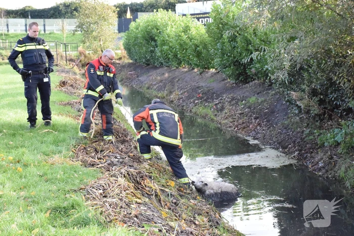 Schaap uit het water gered