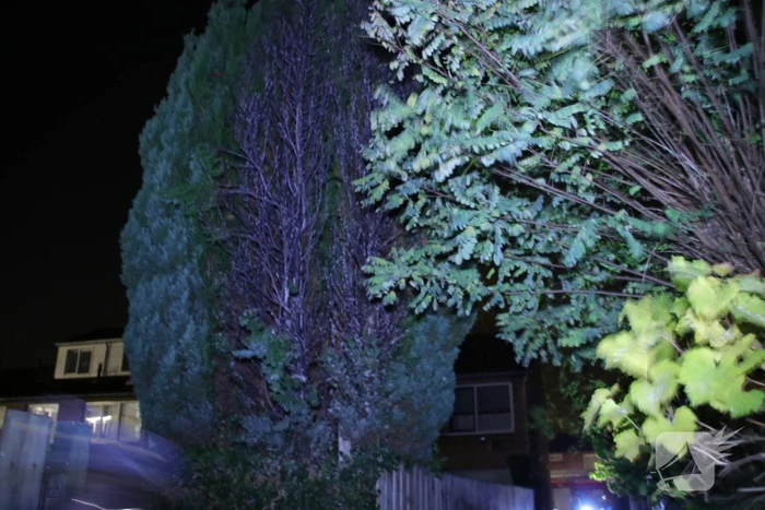 Conifeer in brand gestoken