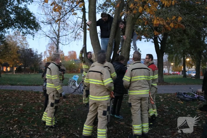 Knulletje vast in boom