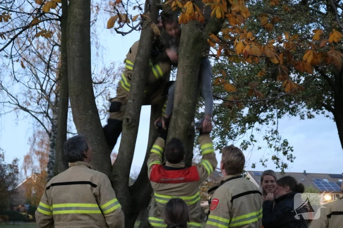 Knulletje vast in boom