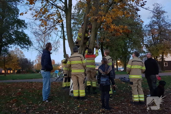 Knulletje vast in boom