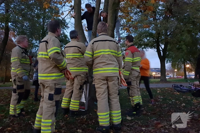 Knulletje vast in boom