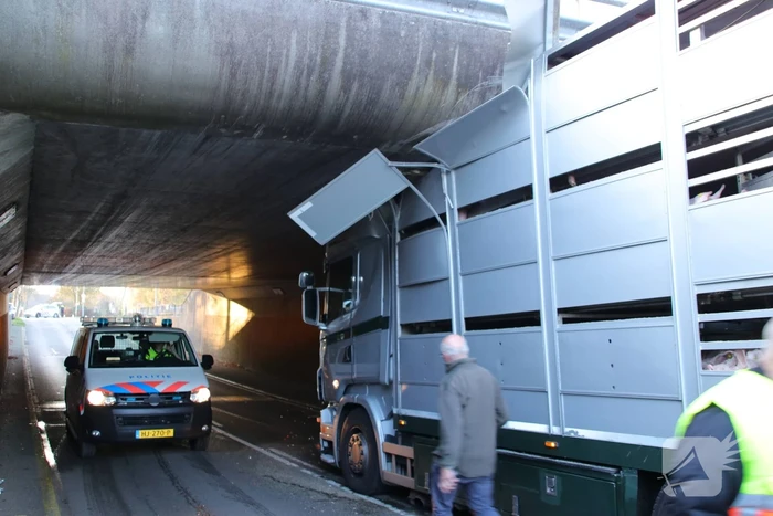 Vrachtwagen vol jonge varkens vastgereden onder viaduct