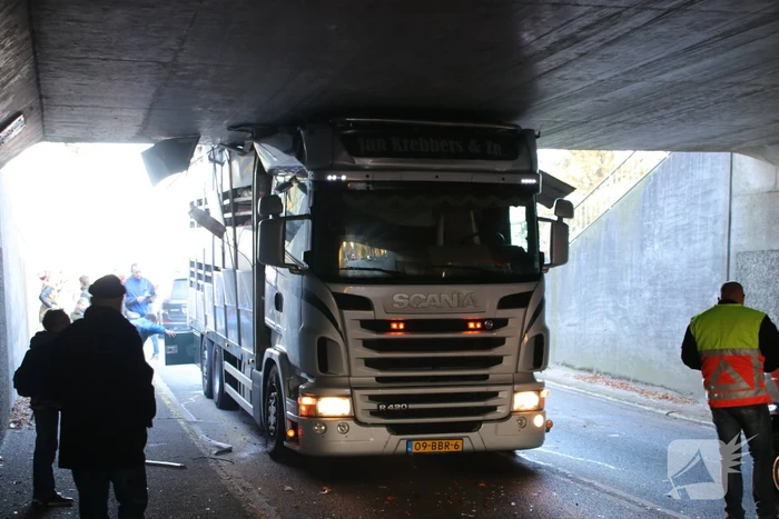 Vrachtwagen vol jonge varkens vastgereden onder viaduct