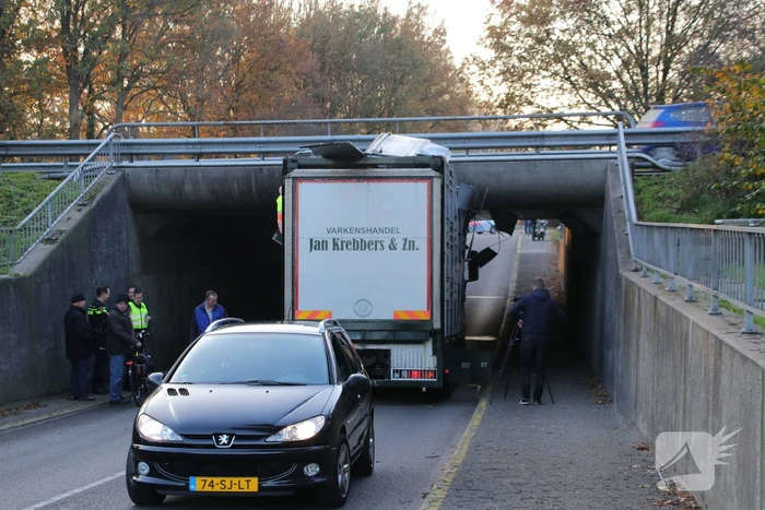 Vrachtwagen vol jonge varkens vastgereden onder viaduct