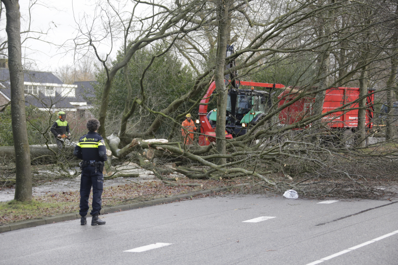 Weg en fietspad verspert door omgewaaide boom