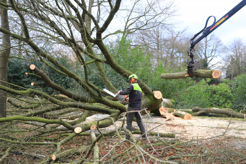 Weg en fietspad verspert door omgewaaide boom