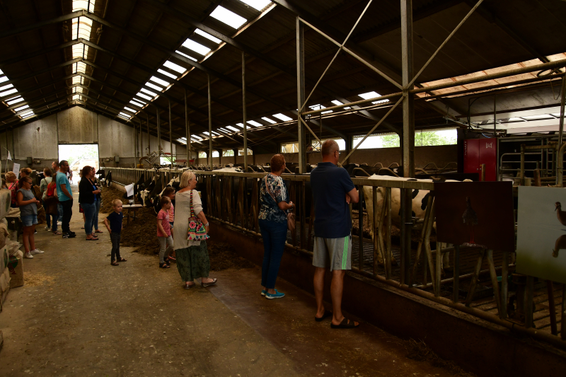 Veel publiek bij open dag en koeiendans