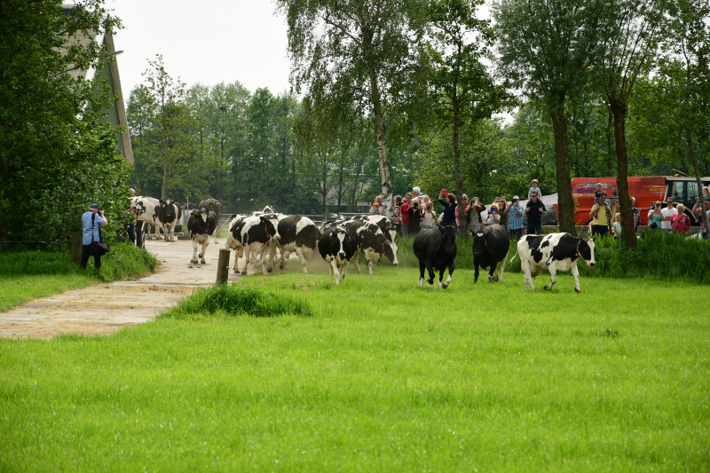 Veel publiek bij open dag en koeiendans