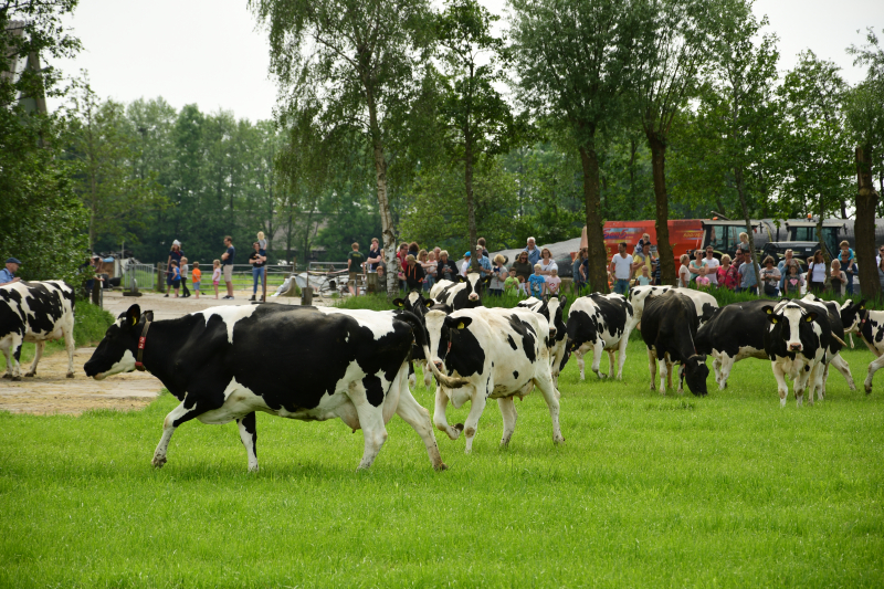 Veel publiek bij open dag en koeiendans