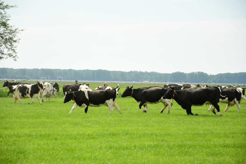 Veel publiek bij open dag en koeiendans