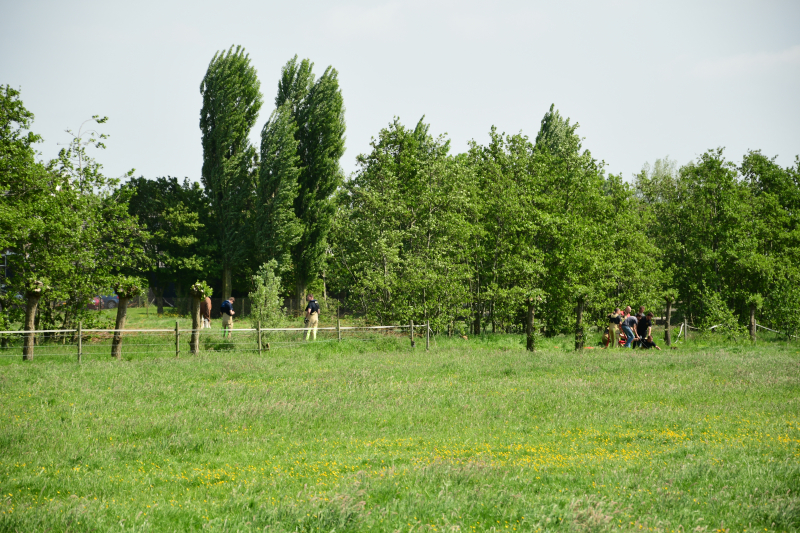 Te water geraakt paard gered door de brandweer