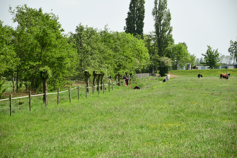 Te water geraakt paard gered door de brandweer