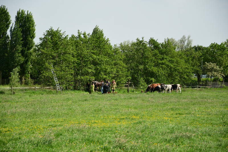 Te water geraakt paard gered door de brandweer