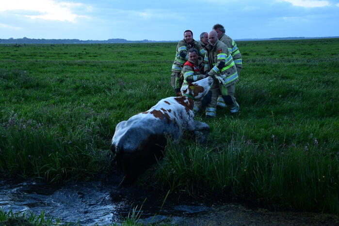 Brandweer redt koe uit sloot