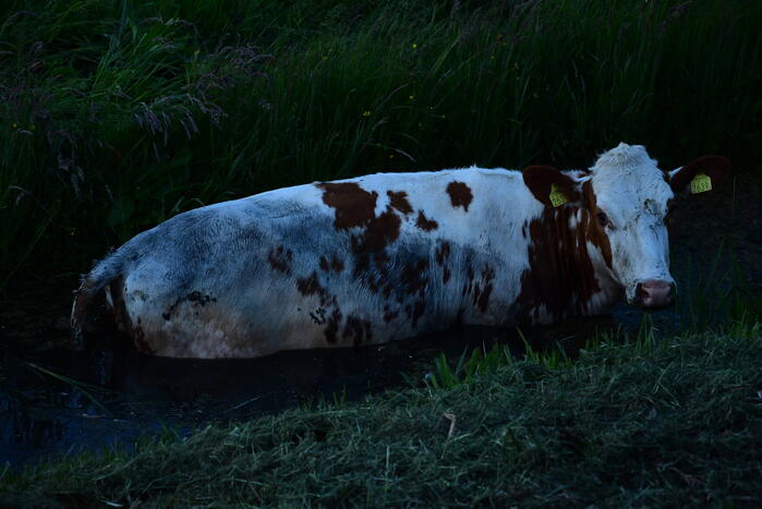 Brandweer redt koe uit sloot