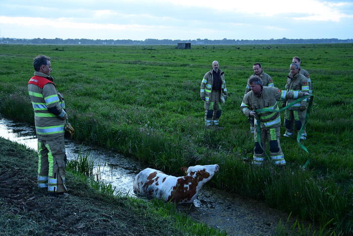 Brandweer redt koe uit sloot