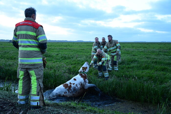 Brandweer redt koe uit sloot
