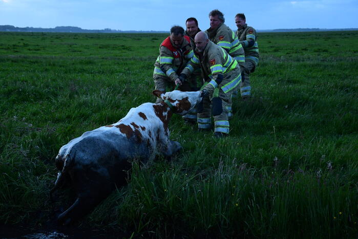 Brandweer redt koe uit sloot