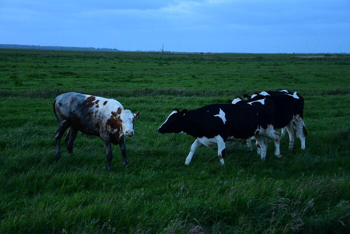 Brandweer redt koe uit sloot