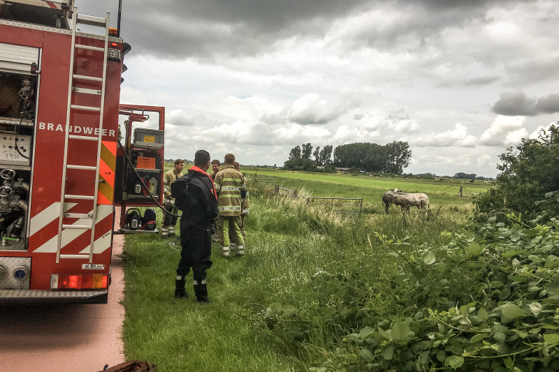 Brandweer haalt stier uit sloot