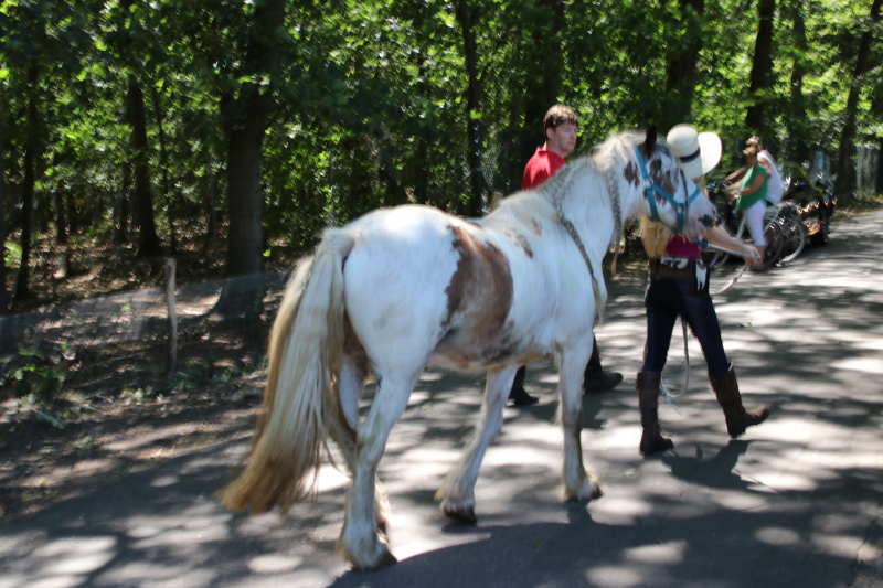 Zevenbergjesweg 112 meldingen Voorthuizen 