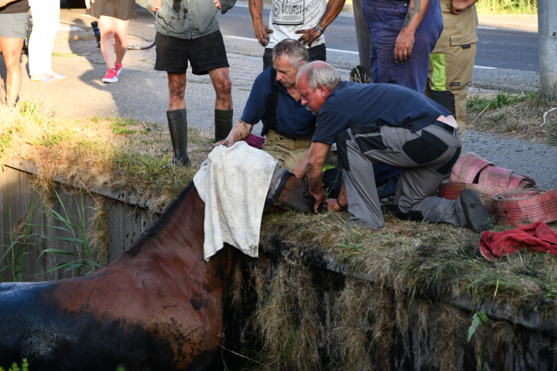 Moeilijke reddingsactie voor gevallen paard