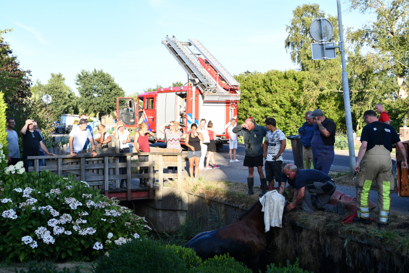 Moeilijke reddingsactie voor gevallen paard