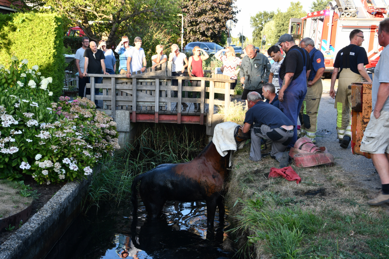 Moeilijke reddingsactie voor gevallen paard