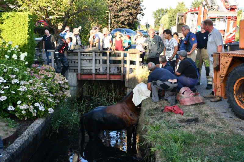 Moeilijke reddingsactie voor gevallen paard