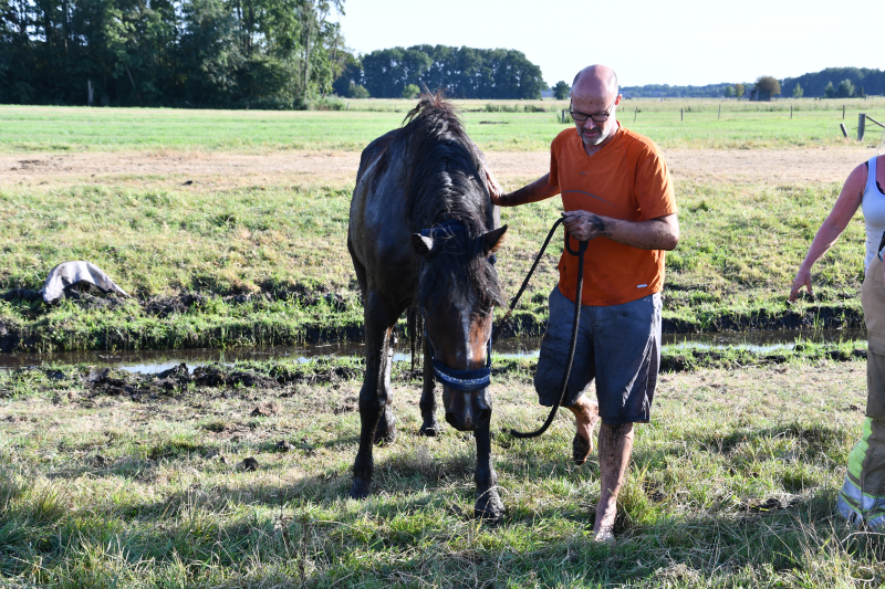 Paard Boris uit modderige sloot gered