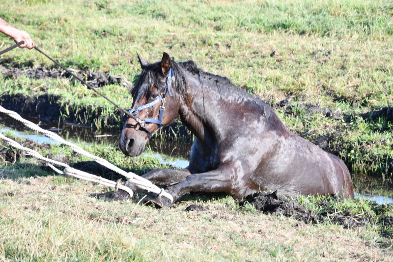 Paard Boris uit modderige sloot gered