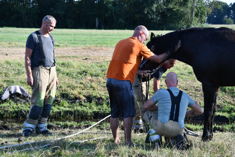 Paard Boris uit modderige sloot gered