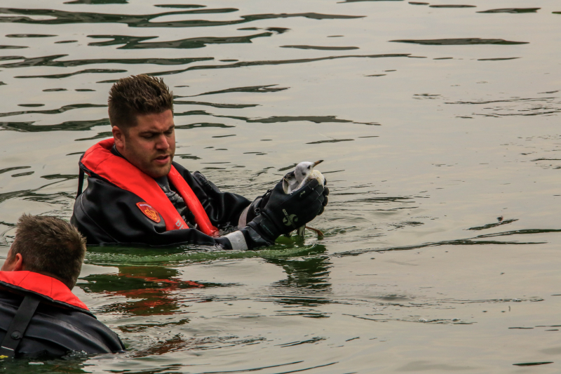 Verlamde meeuw uit water gered