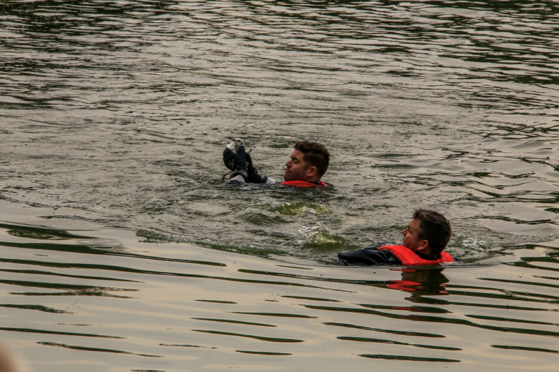 Verlamde meeuw uit water gered