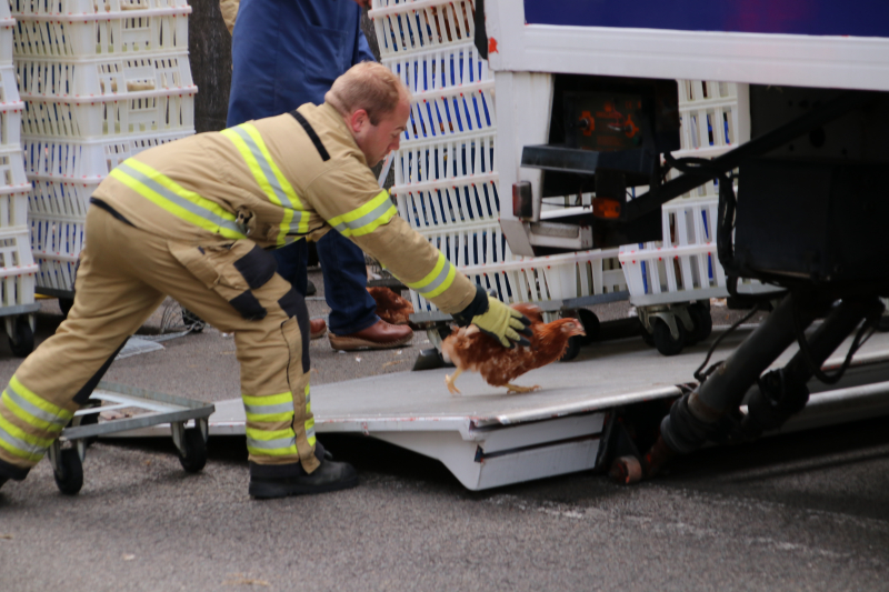Vrachtwagen vol kippen vastgereden onder viaduct A30