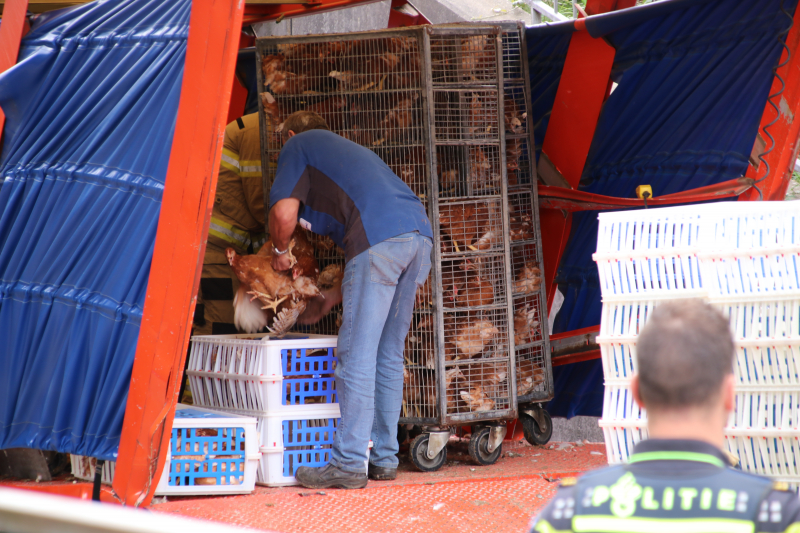 Vrachtwagen vol kippen vastgereden onder viaduct A30