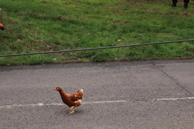 Vrachtwagen vol kippen vastgereden onder viaduct A30