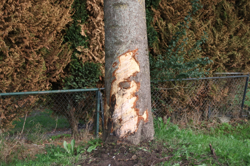 Bestuurder mist bocht en botst tegen boom